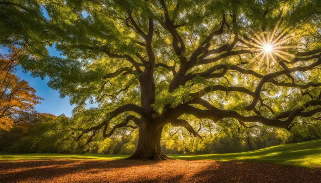 White oak tree sunlight needs