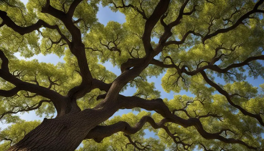 bur oak tree identification