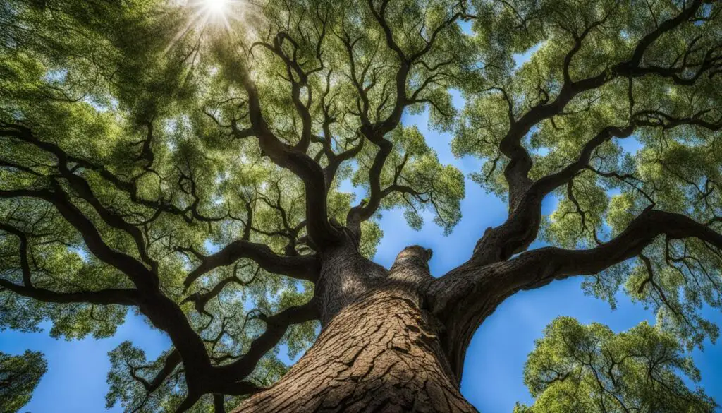 growing oak trees