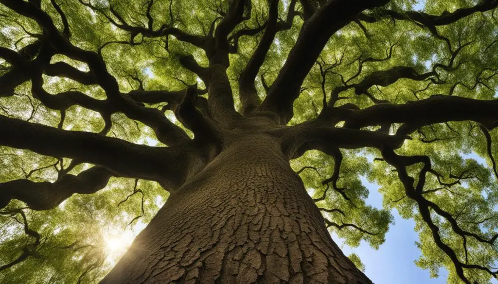 journey of an oak tree