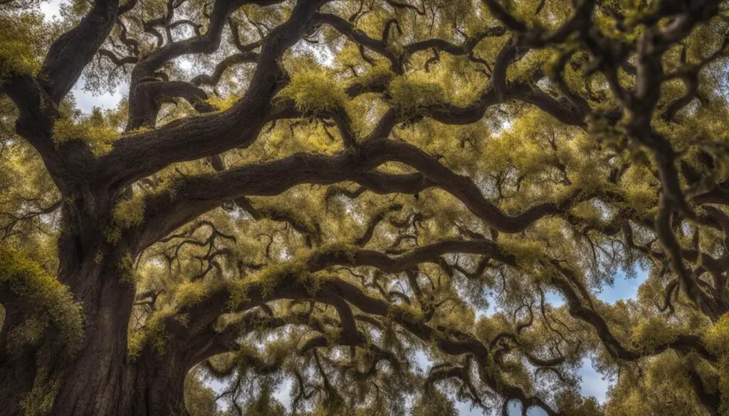 live oak tree diseases