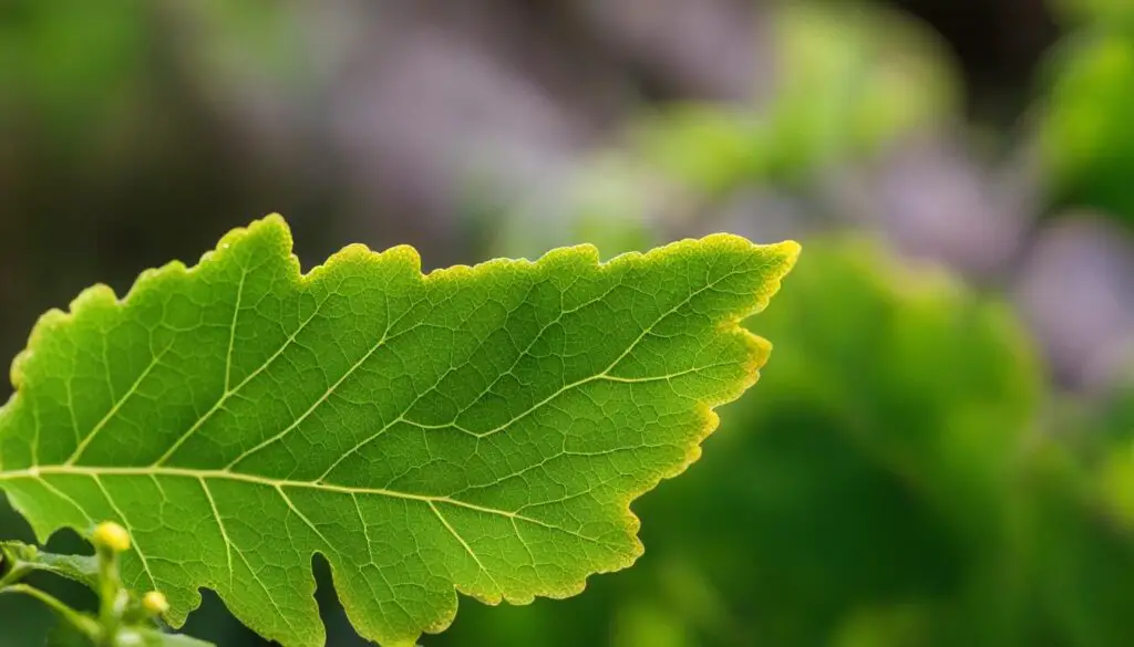 oak leaf