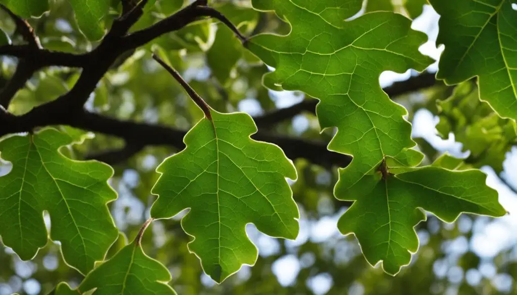 water oak tree identification