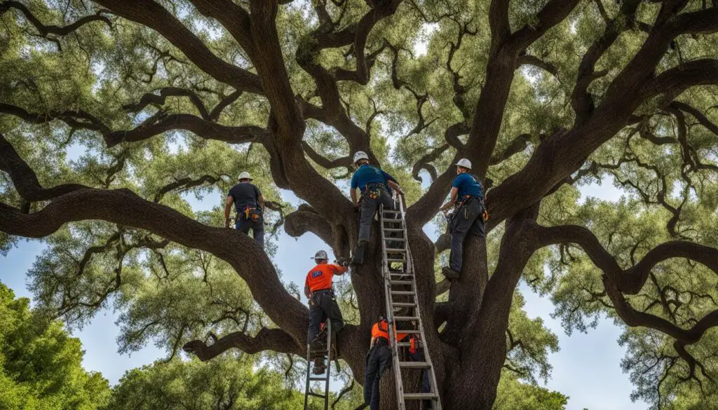 Certified arborists in Texas