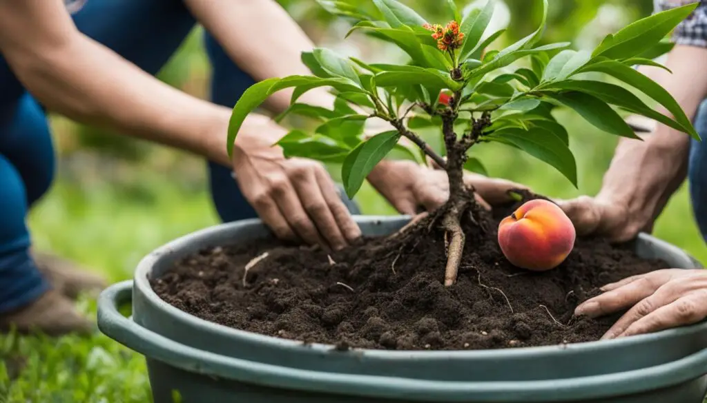 peach tree transplanting