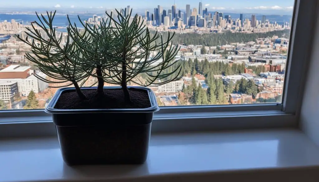 growing pine trees in containers