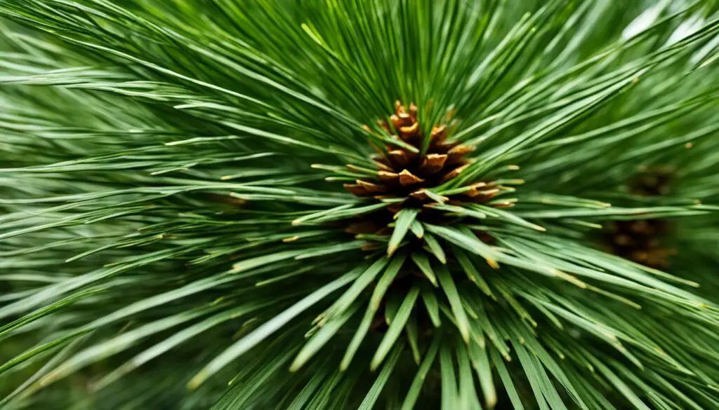 pine tree identification