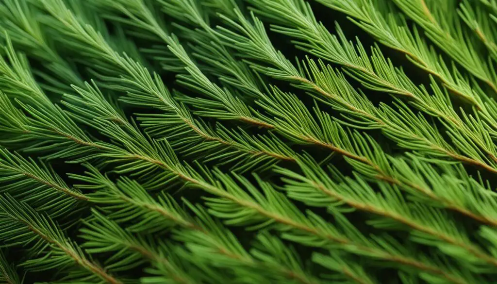 stomata on pine needles