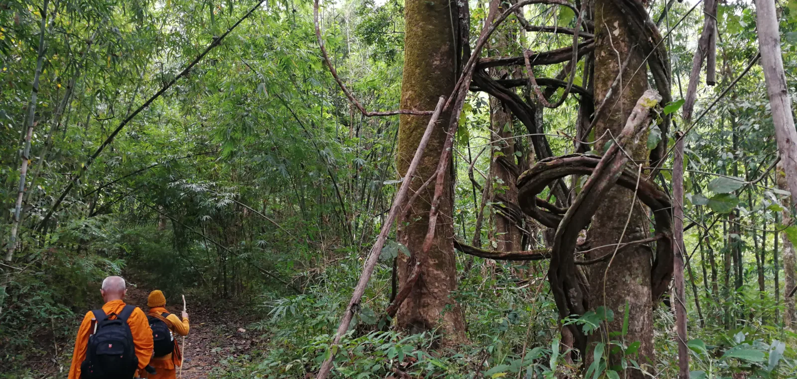 Dry evergreen forest of the Western Forest Complex, the last stronghold of Thailand tigers