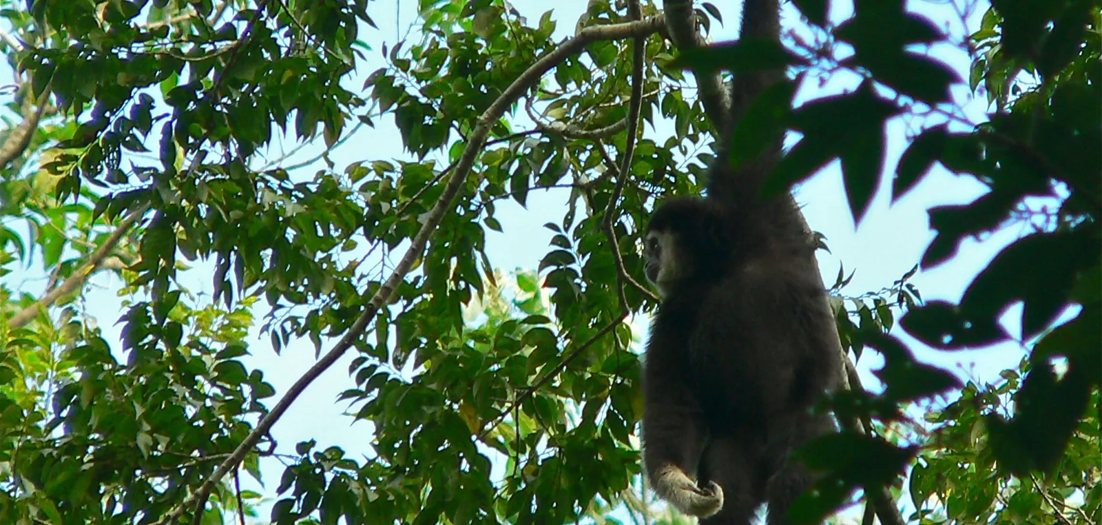 Male white-handed gibbon in the forest canopy
