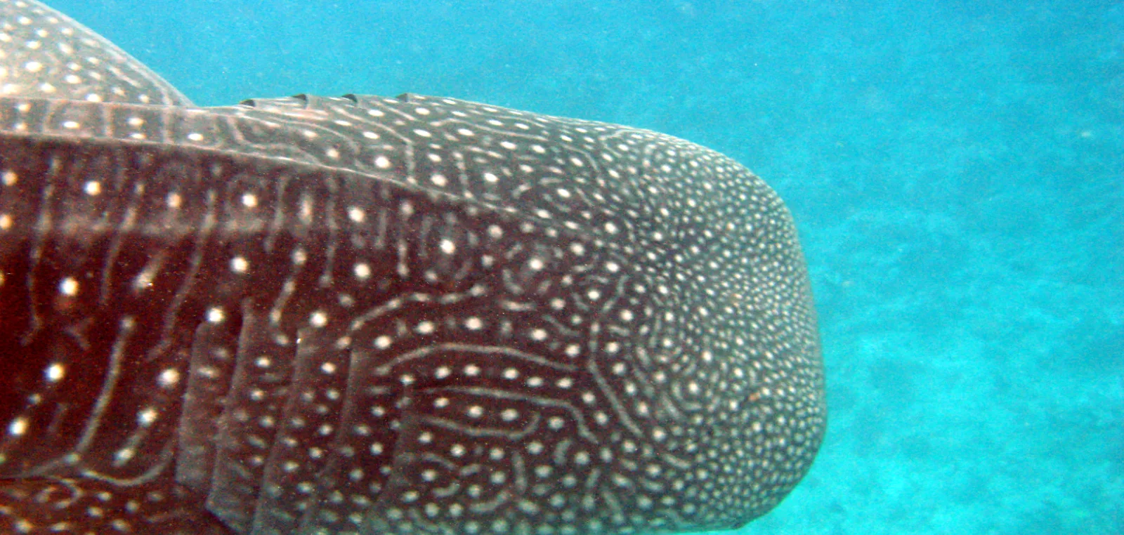 Whale shark cruising in open blue water