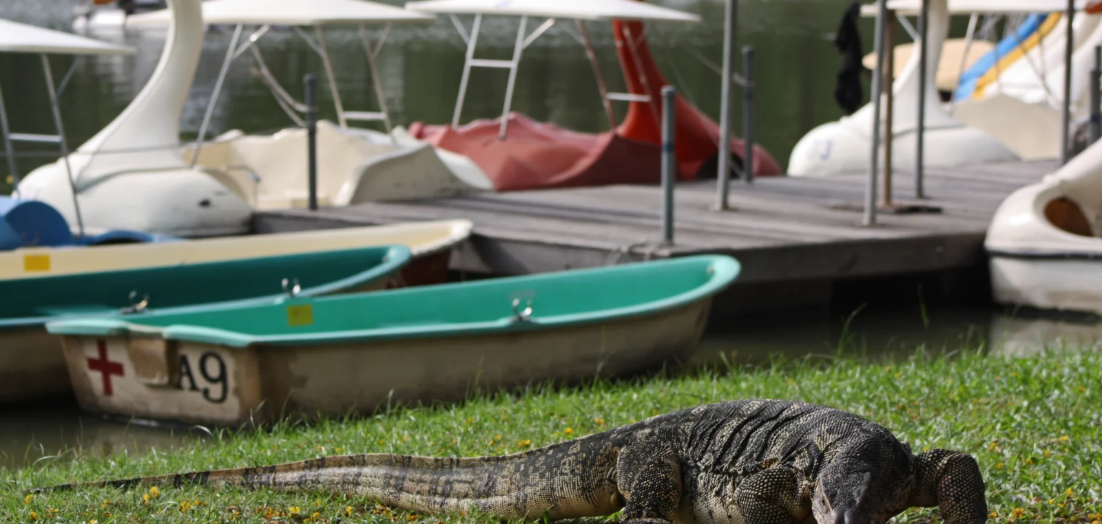 Asian water monitor walking across the grass past pedal boats in Lumphini Park, Bangkok
