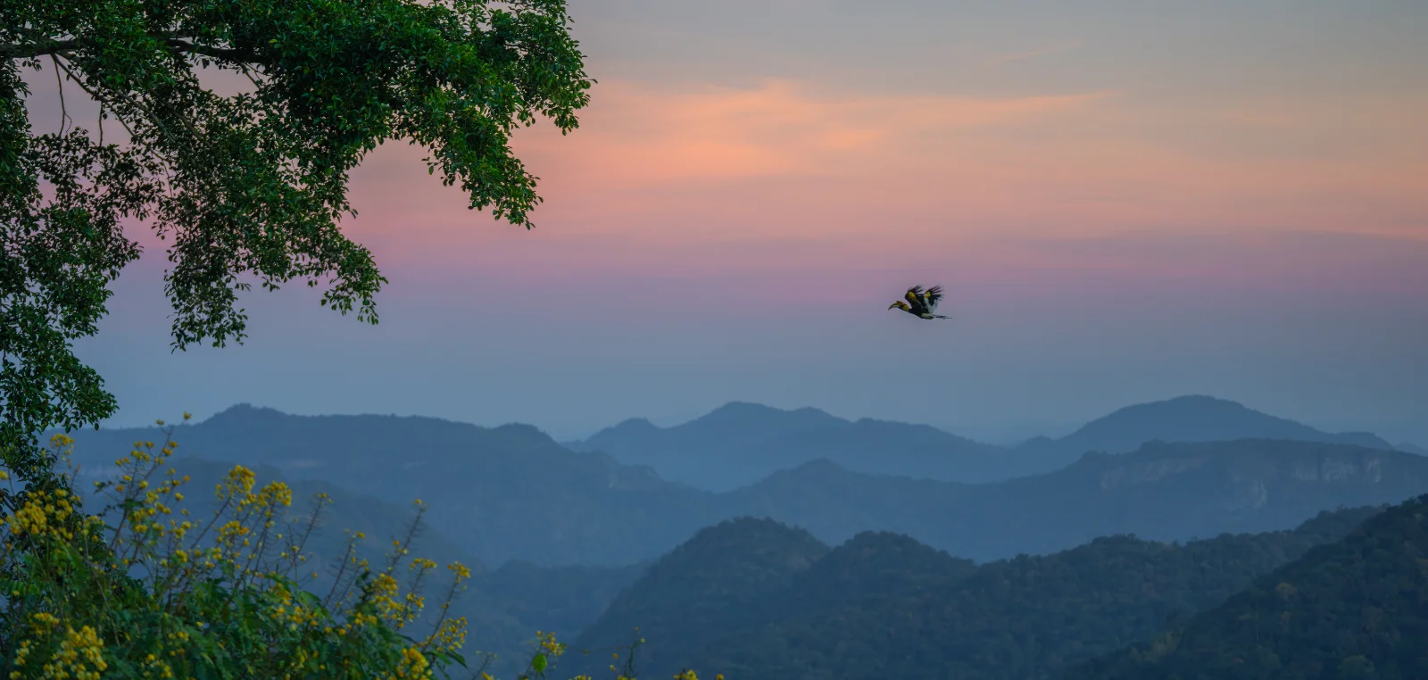 Great hornbills in Thai forest canopy