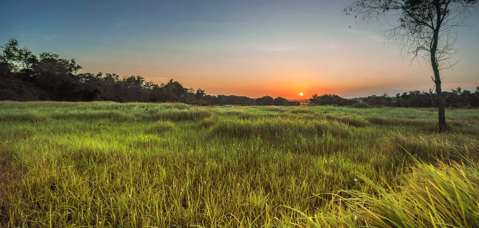 Open grassland at Khao Yai National Park in low golden light