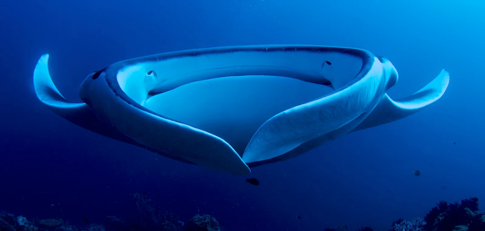 Giant manta ray gliding through open blue water in the Andaman Sea