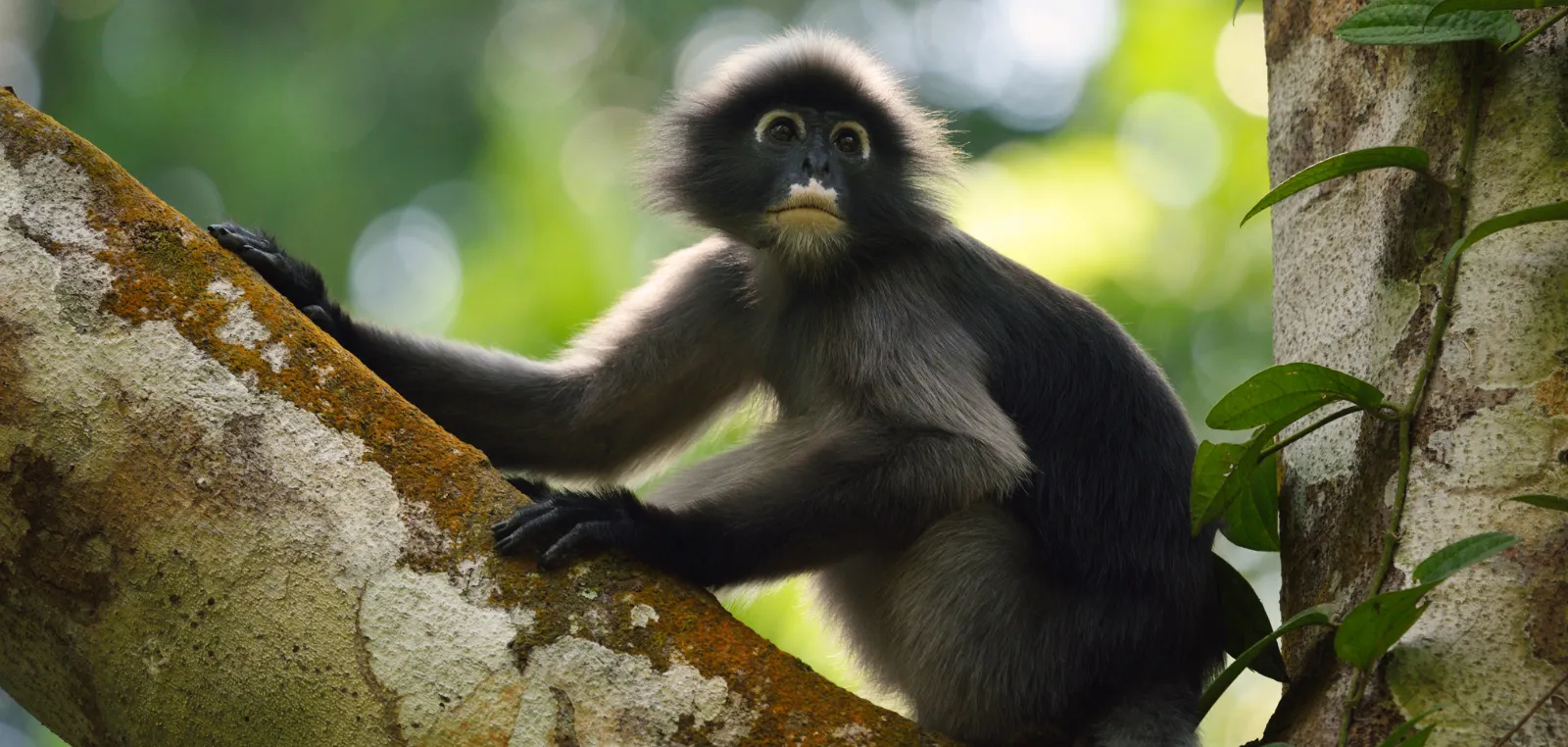 Dusky langur sitting on a mossy branch in Thai lowland rainforest