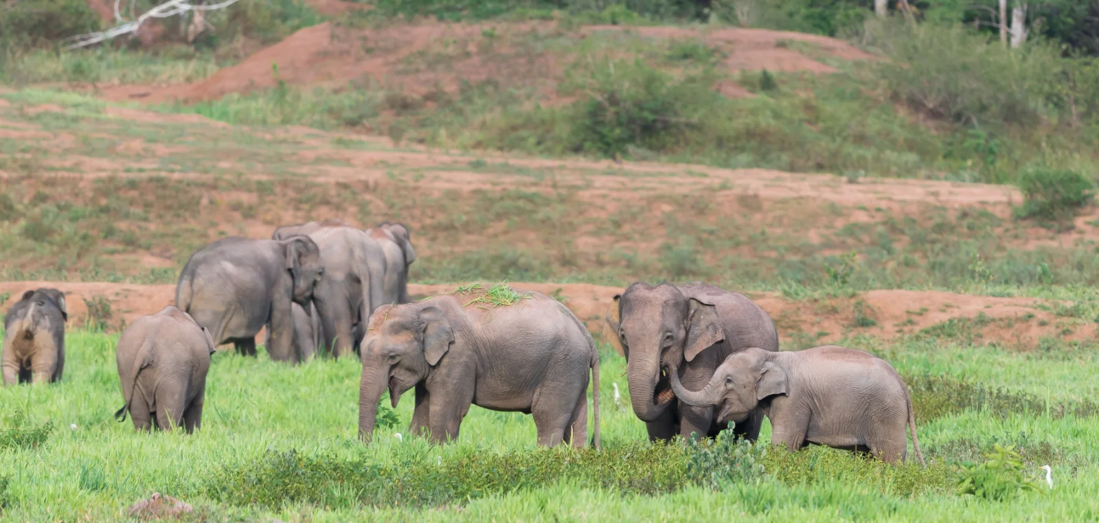 Wild Asian elephant herd with calves grazing open grassland in Kui Buri National Park