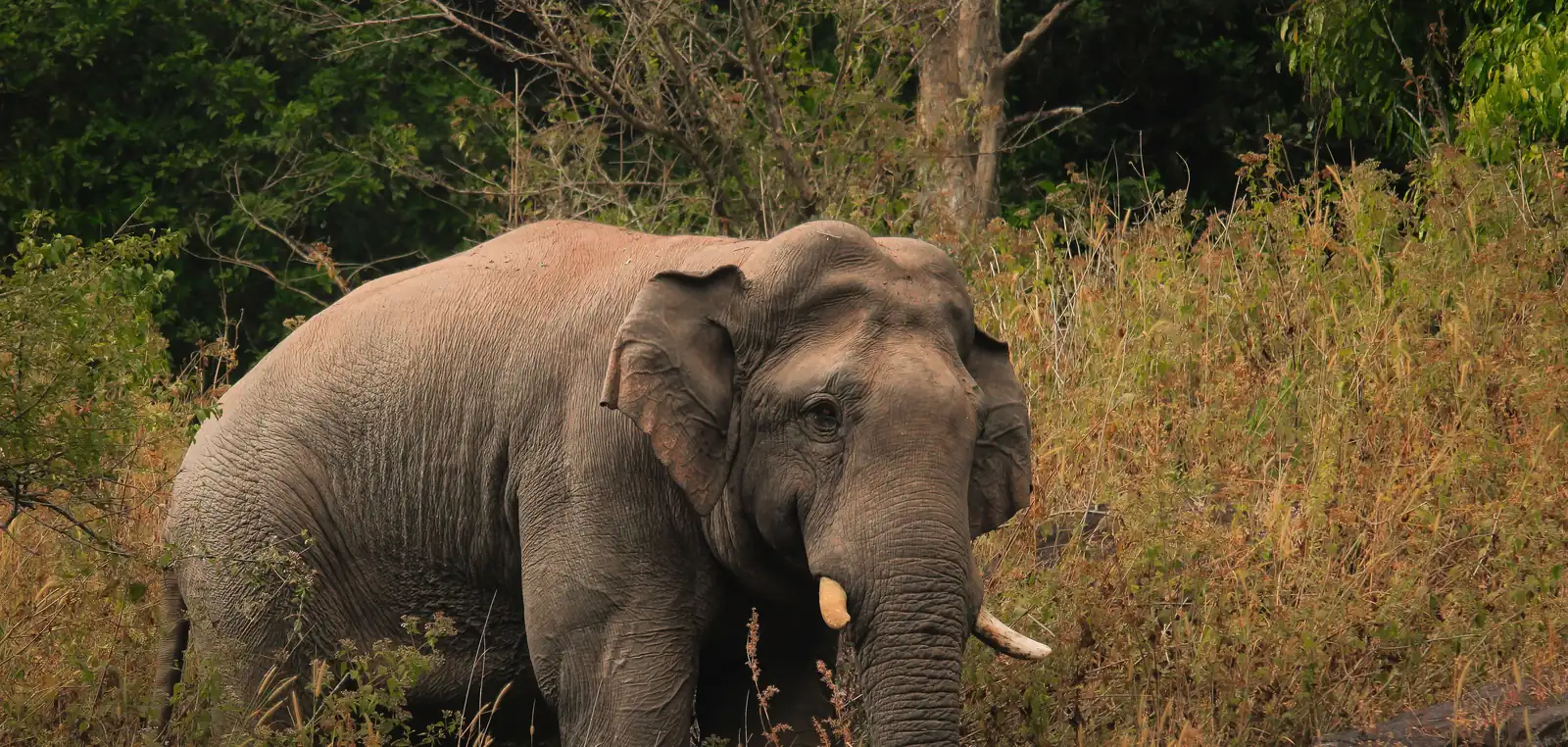 A wild Asian elephant bull standing in dry season grassland in Thailand