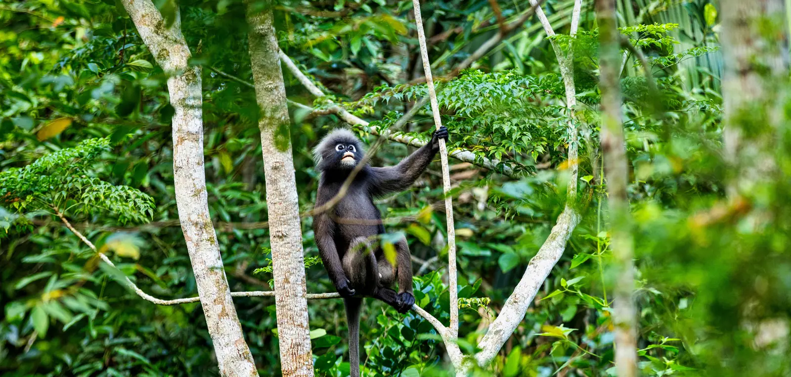 A dusky langur high in wet green rainforest canopy