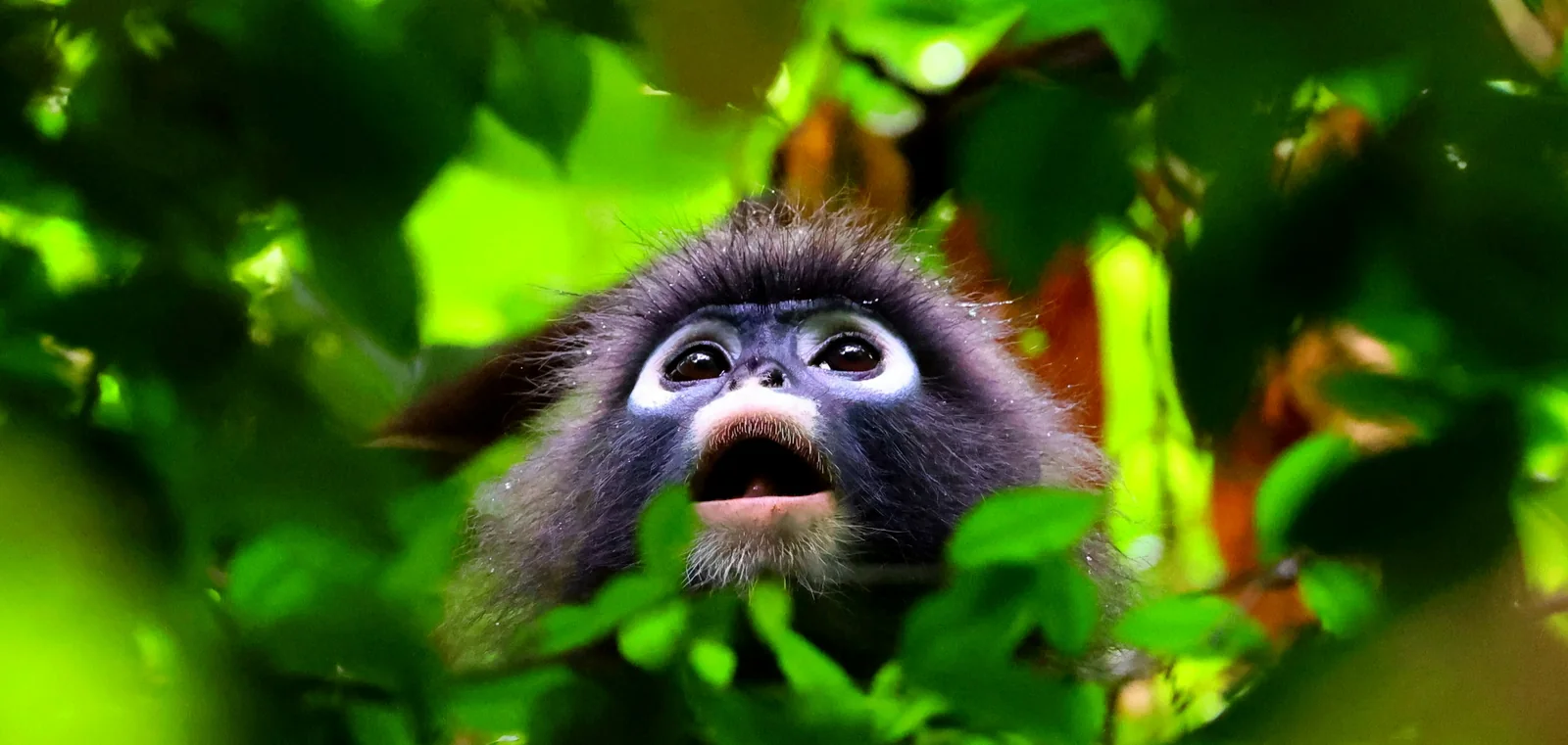 Wildlife in Thailand: a dusky leaf monkey looking up through rainforest canopy leaves