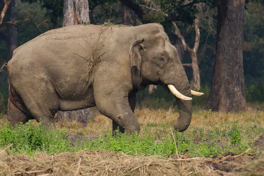 Asian Elephant