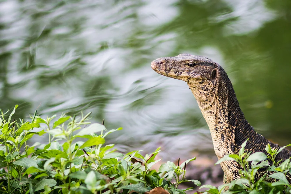 Asian Water Monitor in Thailand