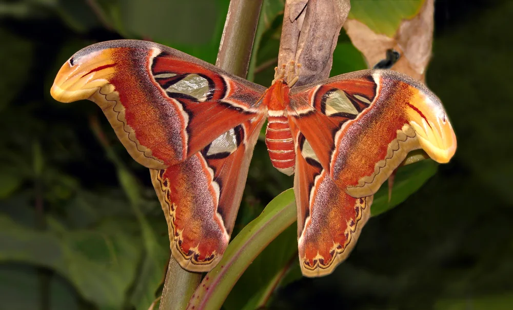 Atlas Moth in Thailand