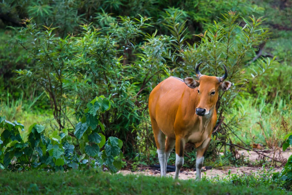 Banteng, wild ox, white rump patch and lower legs, bulls blackish, cows chestnut.