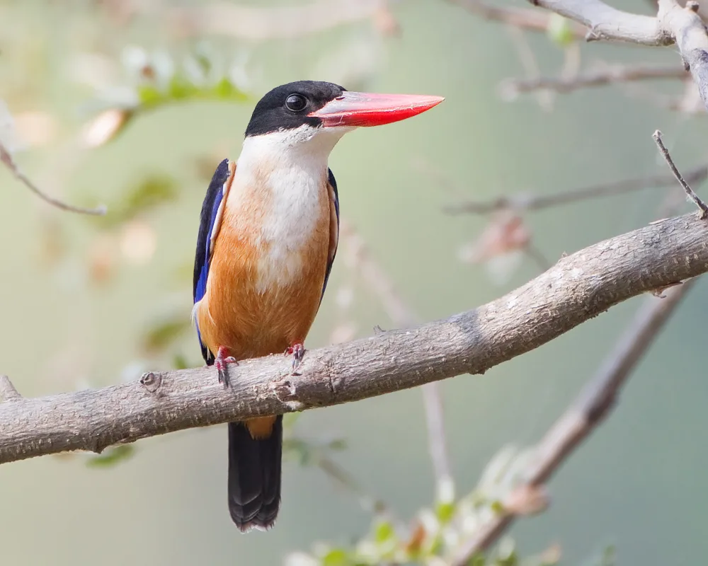 Black-capped Kingfisher, black cap, white collar and deep purple-blue wings, perched over mangrove