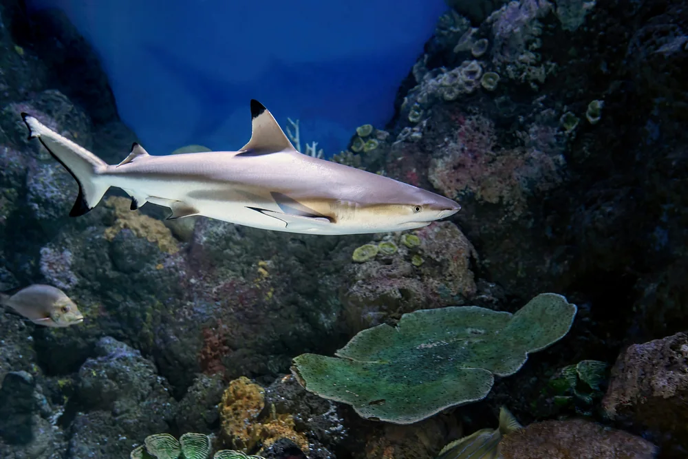 Blacktip Reef Shark