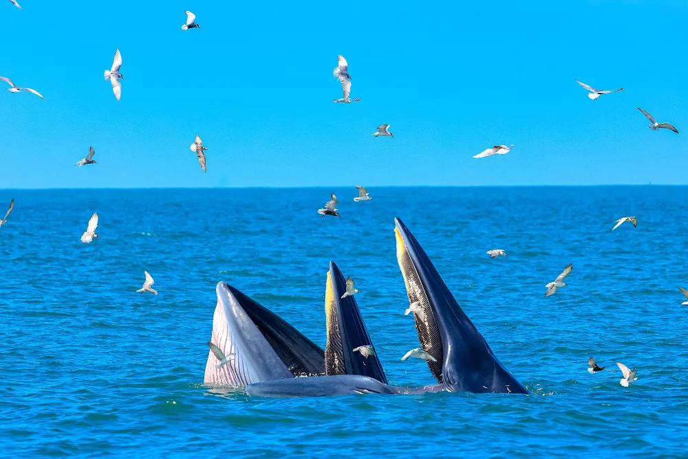 Bryde's Whale