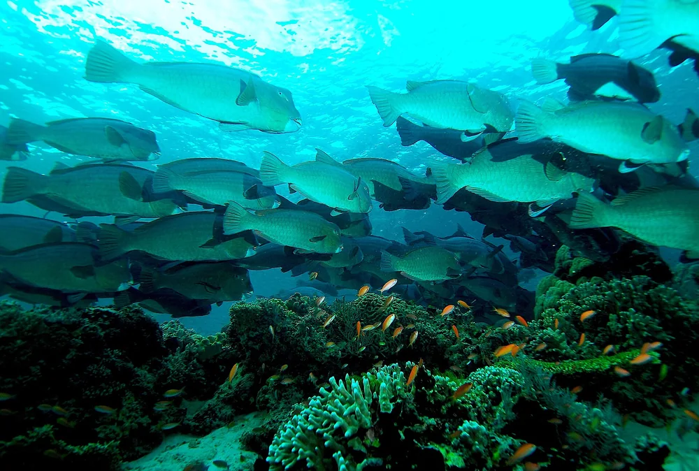 Bumphead Parrotfish in Thailand