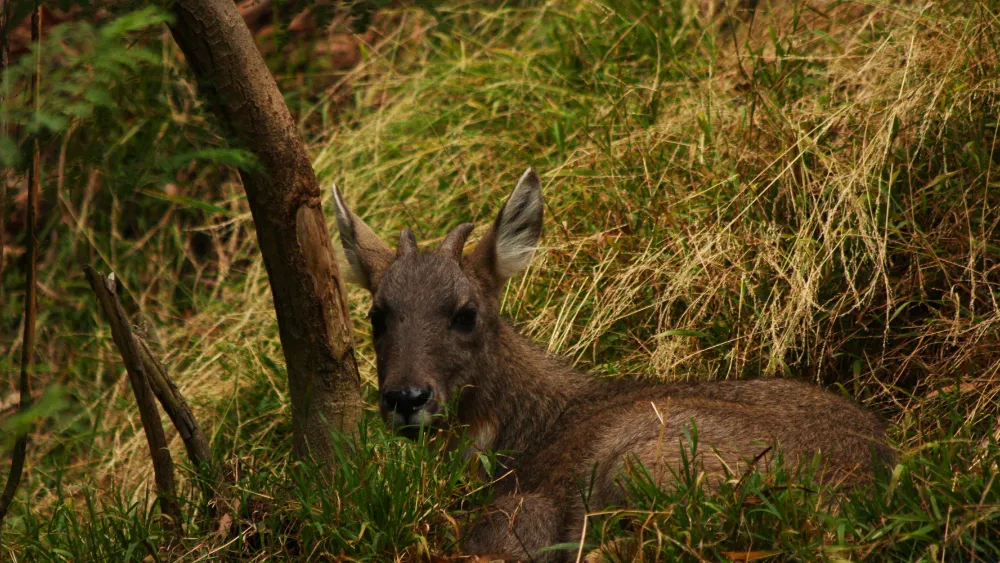 Chinese goral resting in mountain grassland