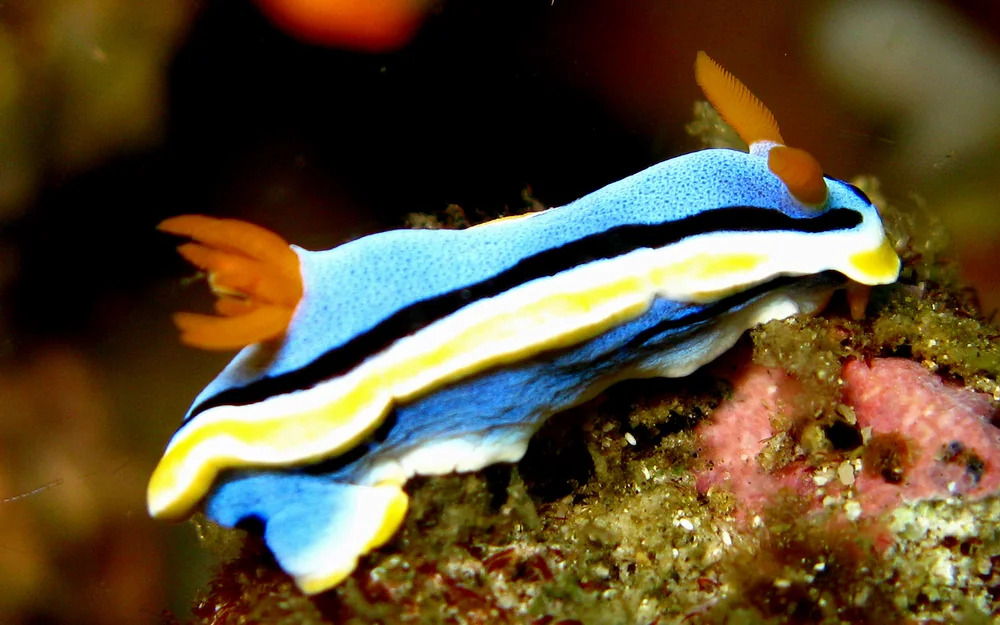 Chromodoris Nudibranch in Thailand