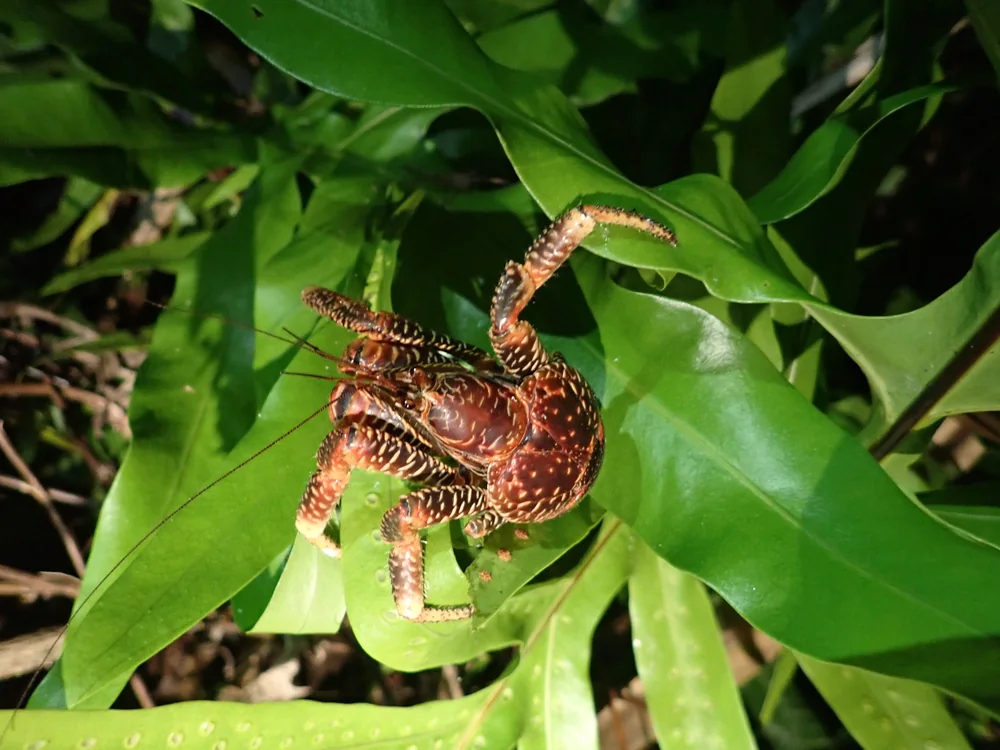 Coconut Crab in Thailand