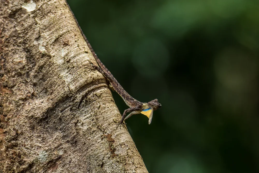 Common Flying Dragon in Thailand