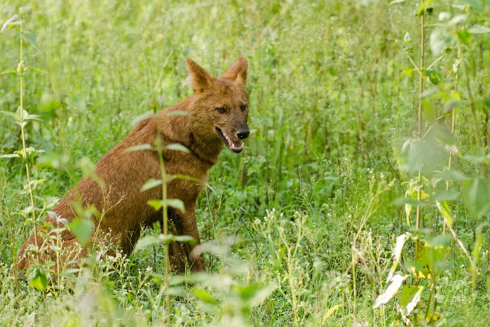 Dhole, or Asiatic wild dog, calling in grassland