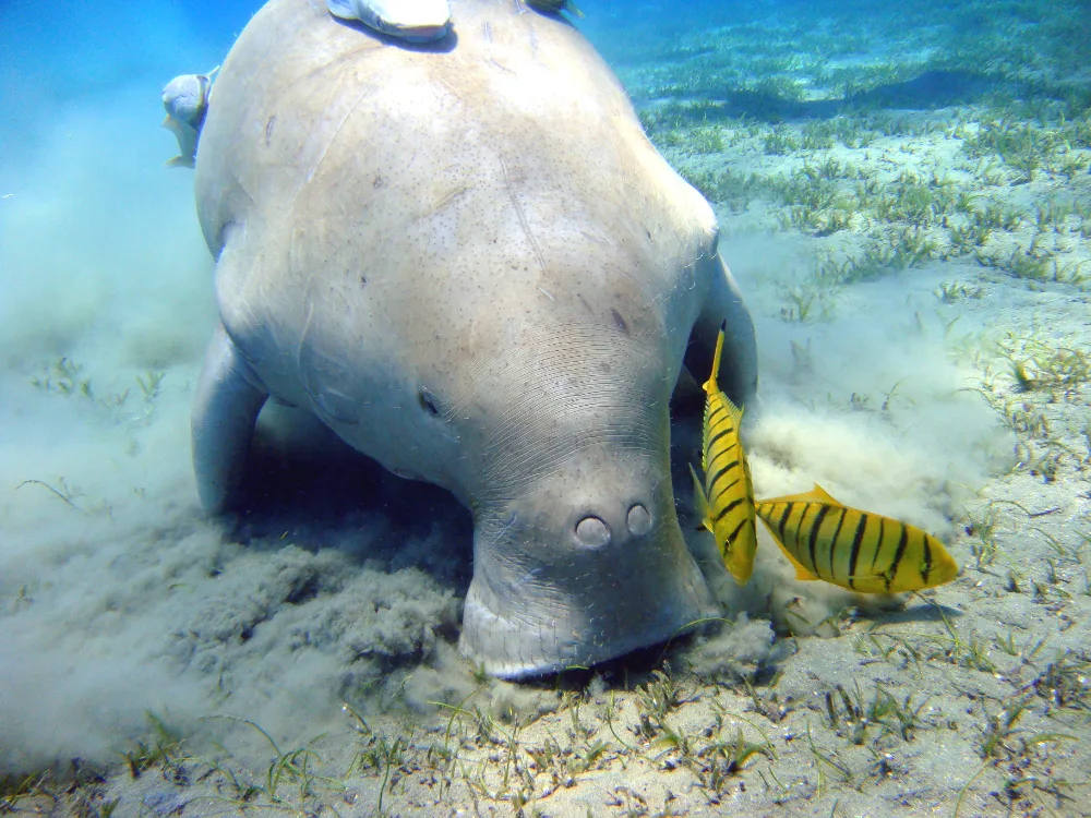 Dugong, heavy grey sea mammal with a downturned snout and a whale-like fluked tail.