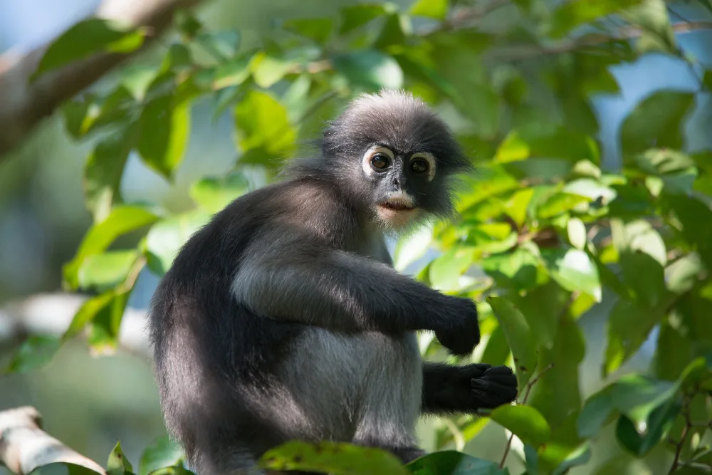 Dusky Langur, grey monkey, white eye rings and mouth, orange infants.