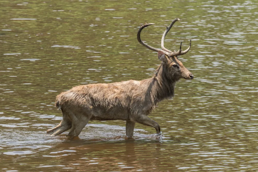 Eld's Deer, russet deer with a bowed brow tine sweeping forward, very rare in Thailand.