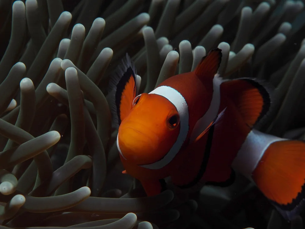 False Clownfish (Clown Anemonefish) in Thailand