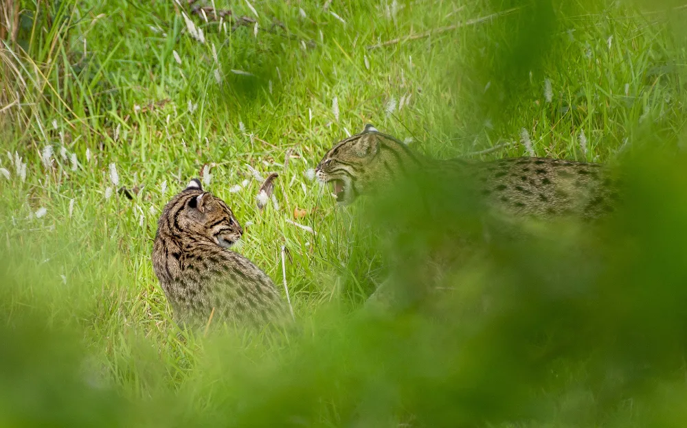 Fishing Cat, stocky grey brown cat, dark spots and stripes, short tail.
