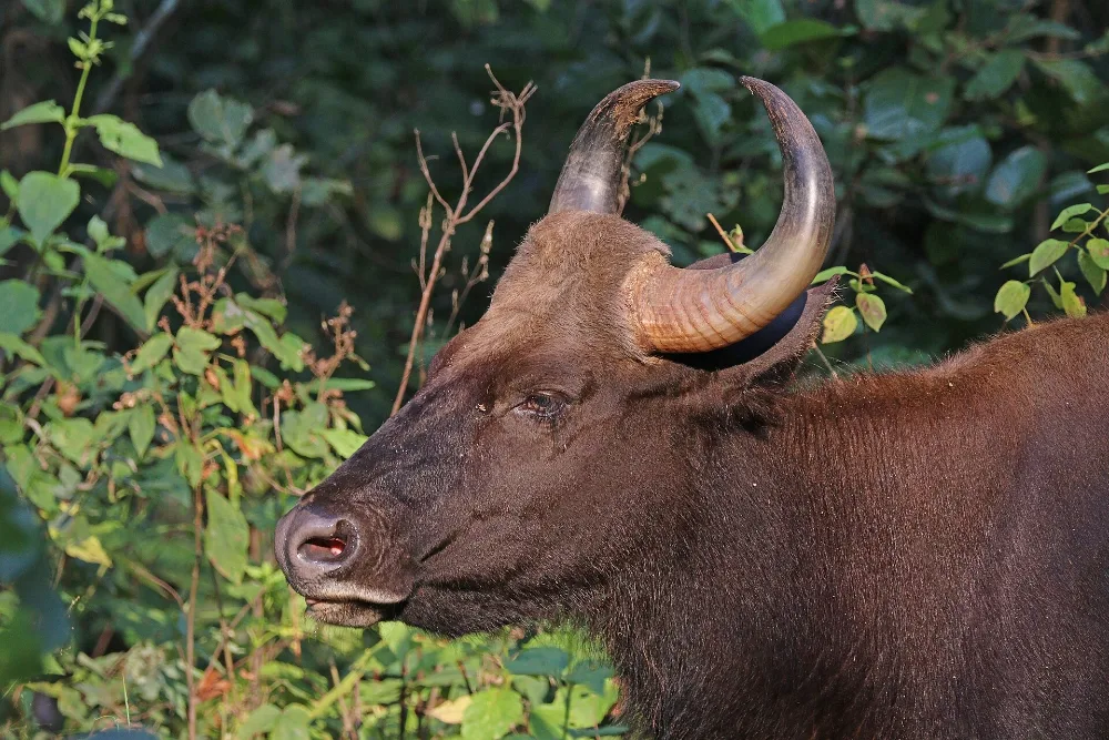 Gaur, the world's largest wild cattle, head and horns