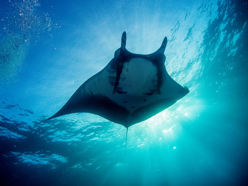 Giant Manta Ray in Thailand