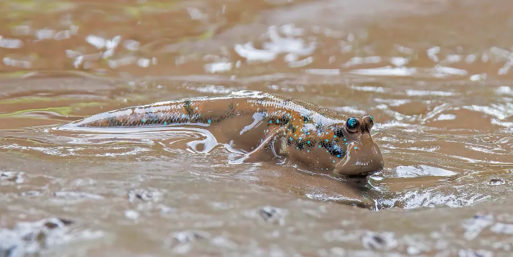 Giant Mudskipper, brown, torpedo-shaped, bulging periscope eyes on top of the head, tall first dorsal fin, pale lateral stripe