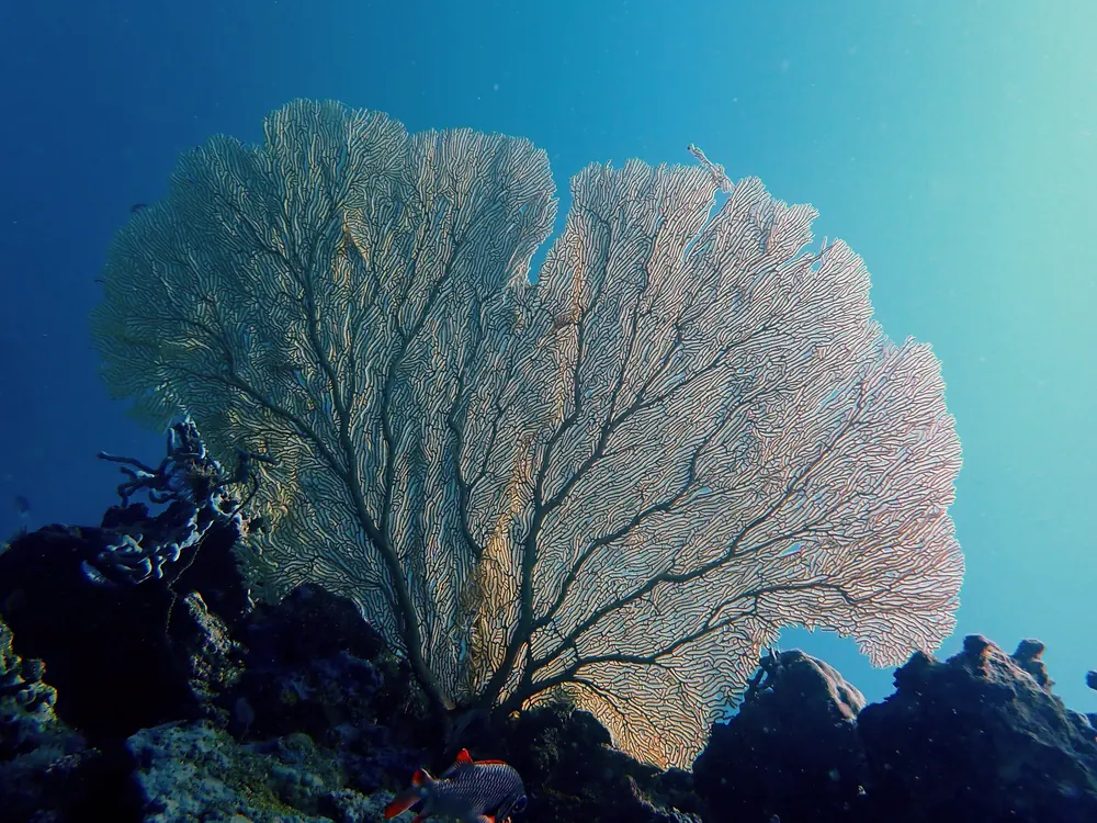 Giant Sea Fan (Gorgonian)