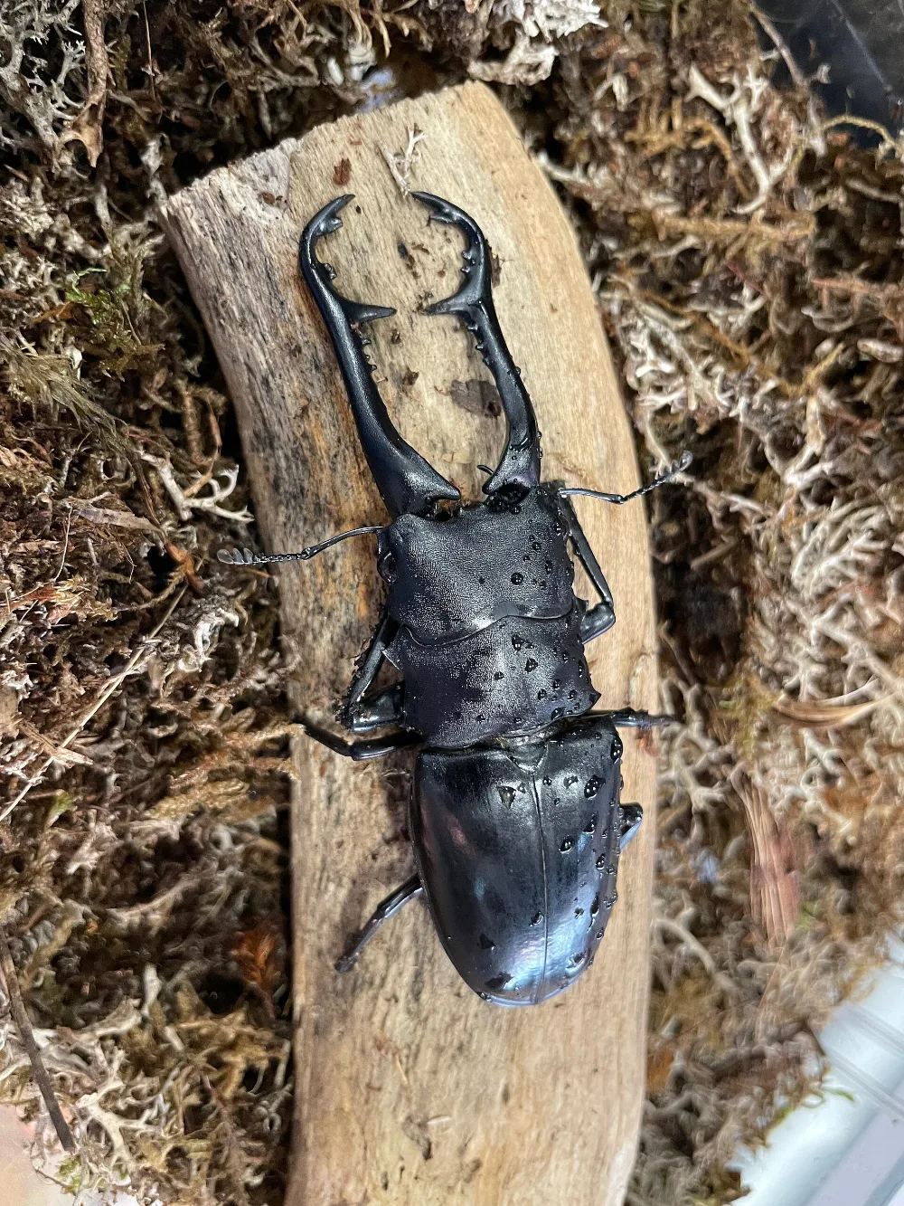 Giraffe Stag Beetle, glossy black beetle, extremely long curved mandibles with a prominent inner tooth in males.