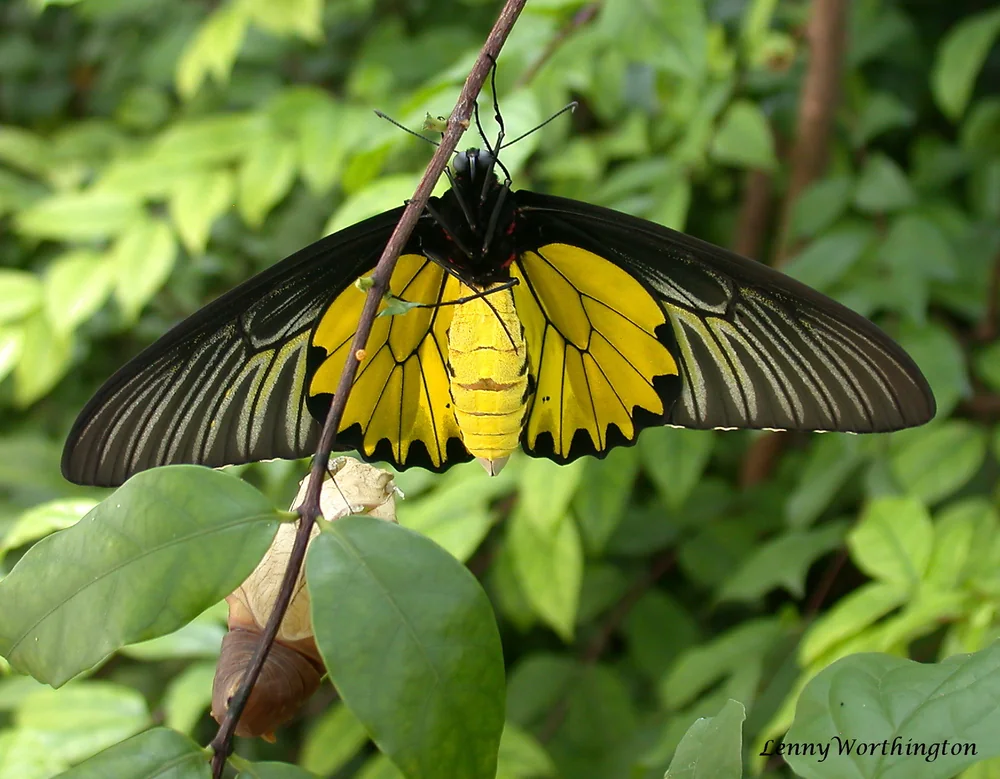 Golden Birdwing in Thailand