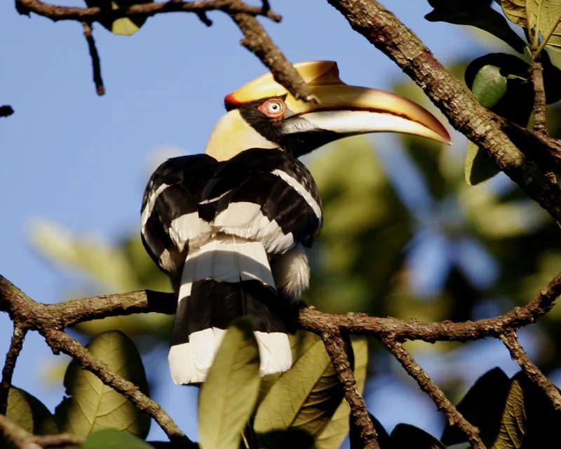 Great Hornbill