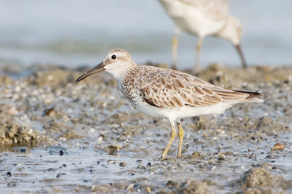 Great Knot, a heavily built shorebird with dense dark spotting on the breast, on a Thai mudflat